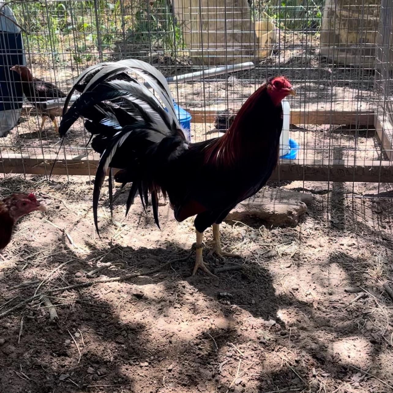 LB Prunedale Hill Gamefarm
