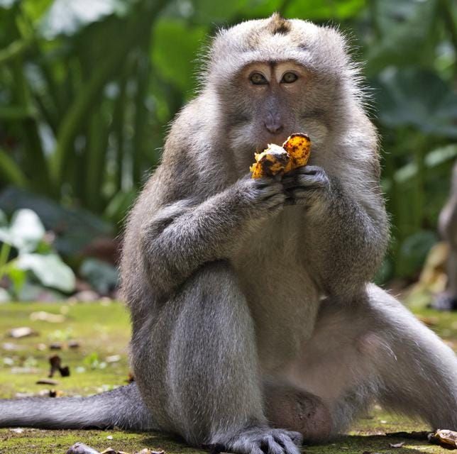 Jungle Monkey