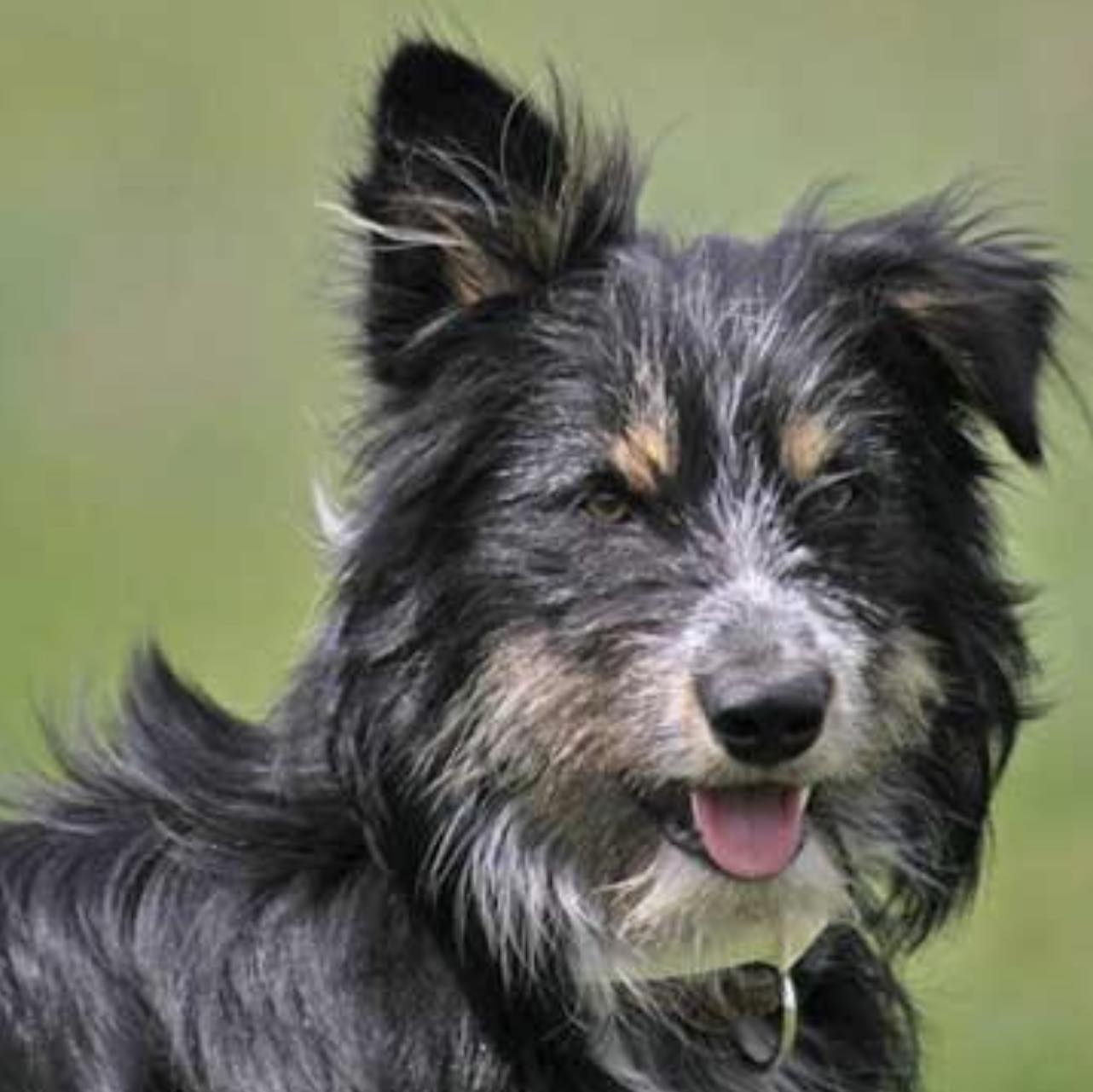 Bearded BorderCollies