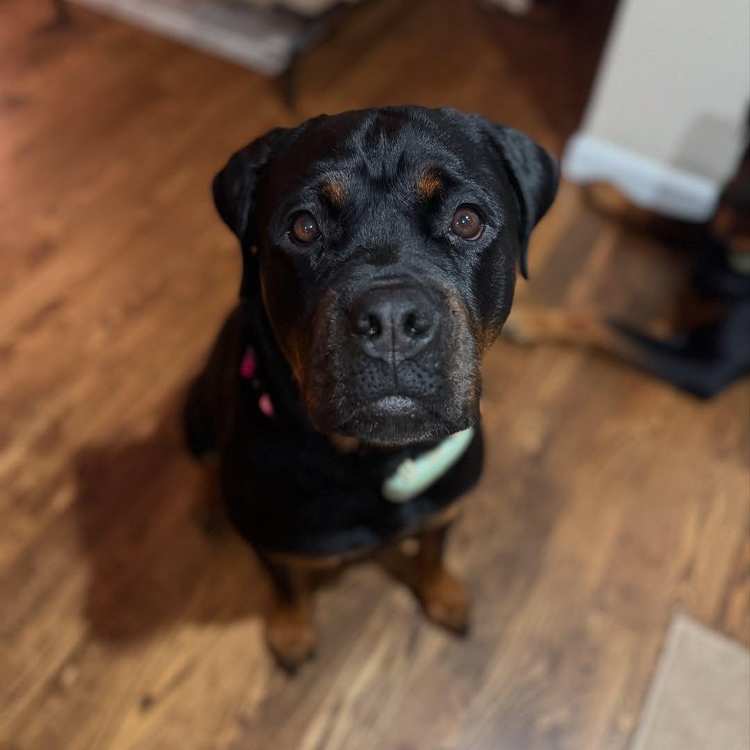 Comment your funny Thoughts!🤣 : #rottweiler #dogsofinstagram #dog #dogs ...