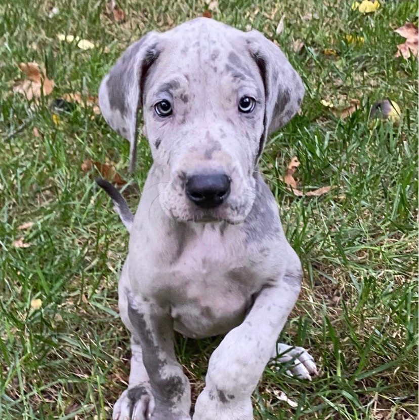 DIGGING! Tips to stop digging? She does it when we’re not watching ...