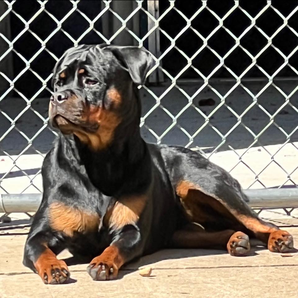 Buckeye Rottweilers