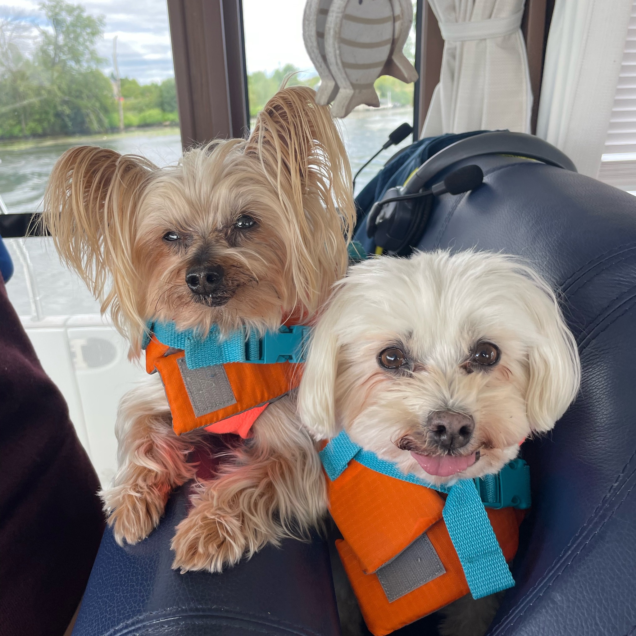 Dogs with Collapsed Trachea Support and Discussion Group | Is cerenia ...