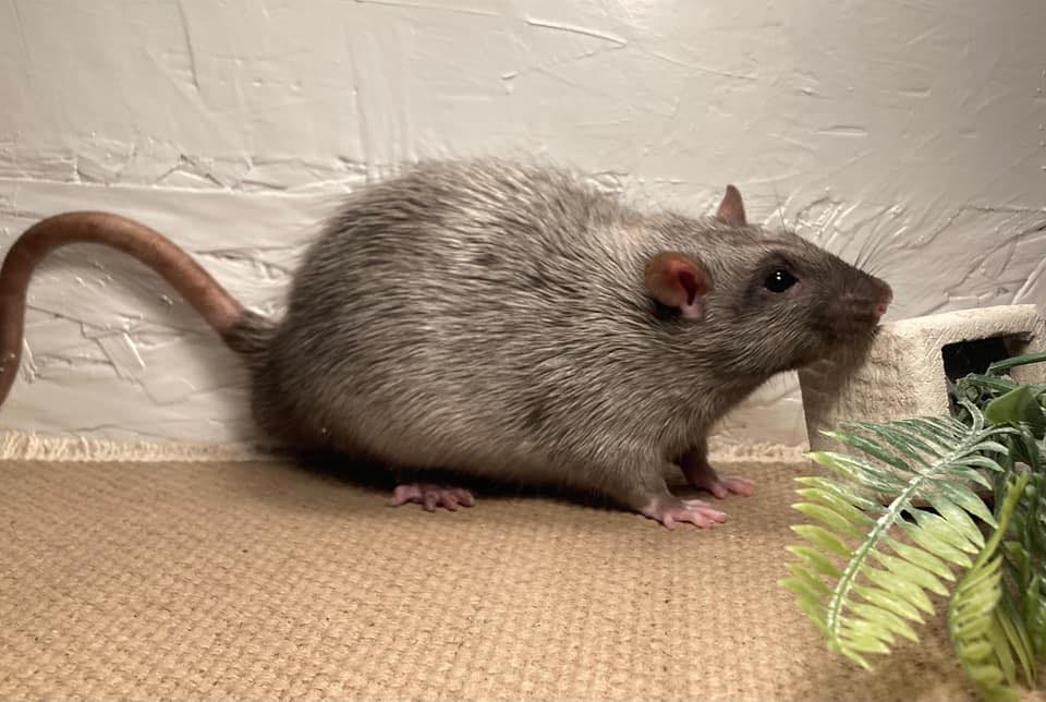 SilverWing Rattery