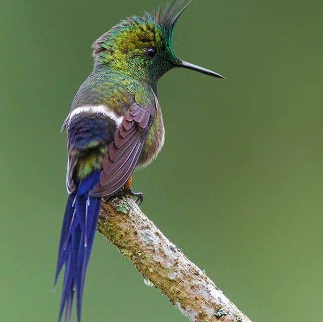 Hummingbird community