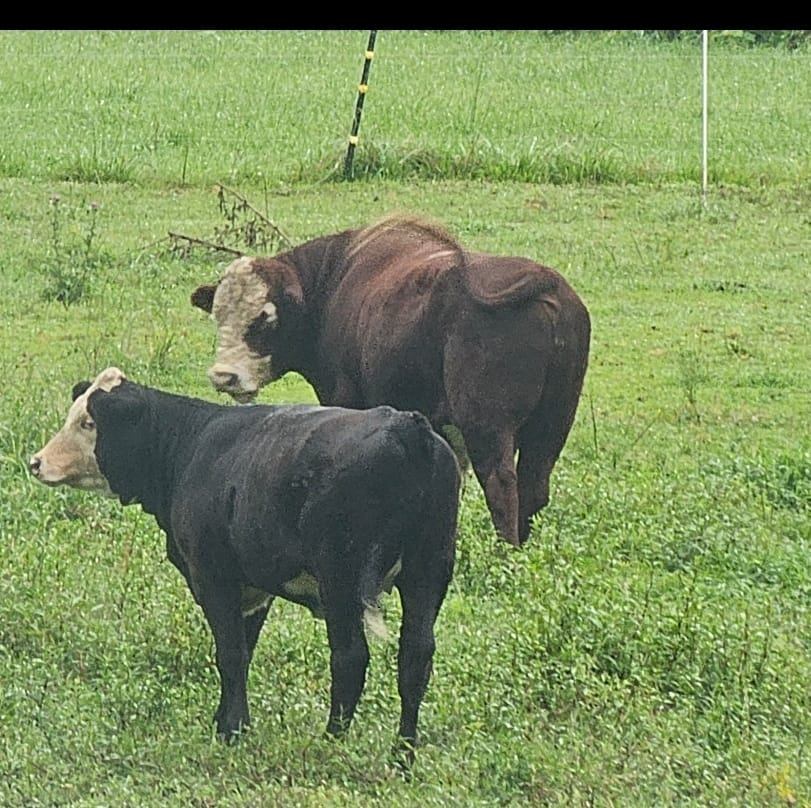 Urgiel - Sandy and Penny Urgiel returned to the Urgiel Farm today. Lots ...