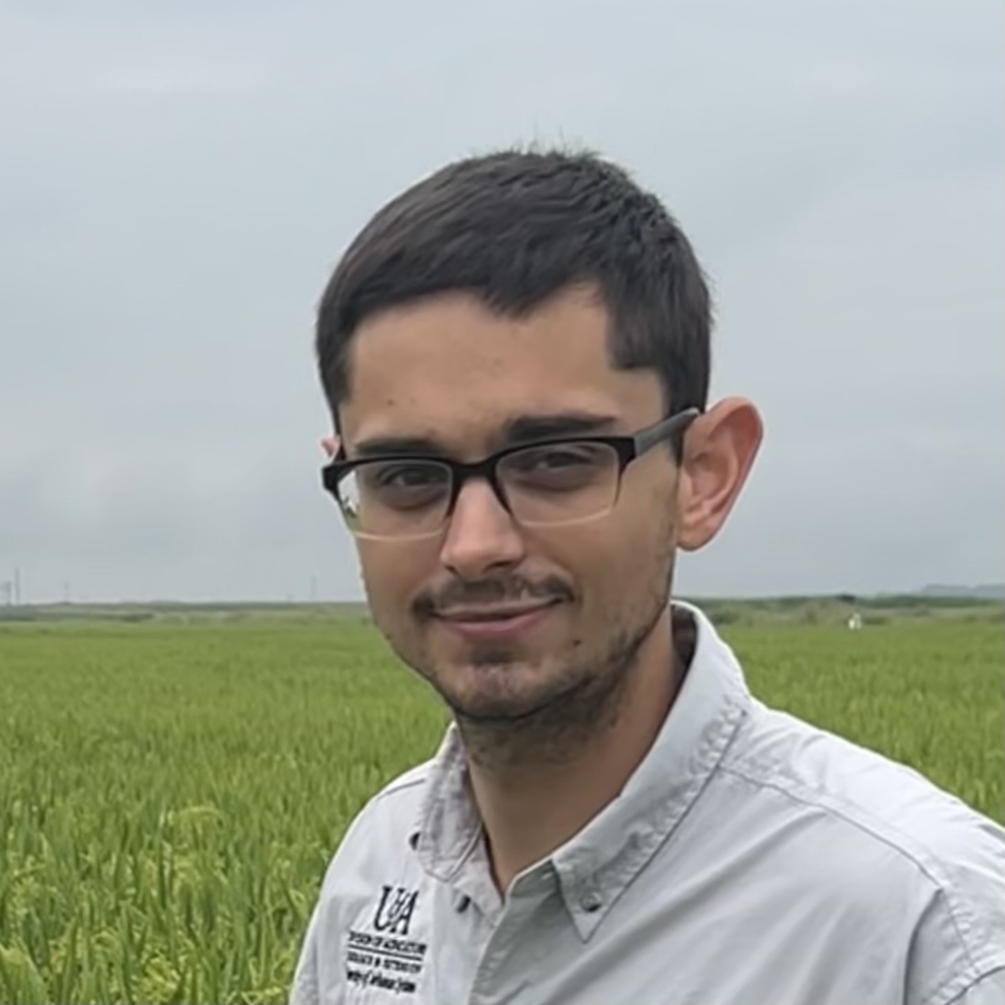 When Is Rice Harvested in Arkansas