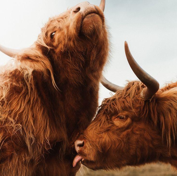 A beautiful, mighty home for livestock ️ | Facebook