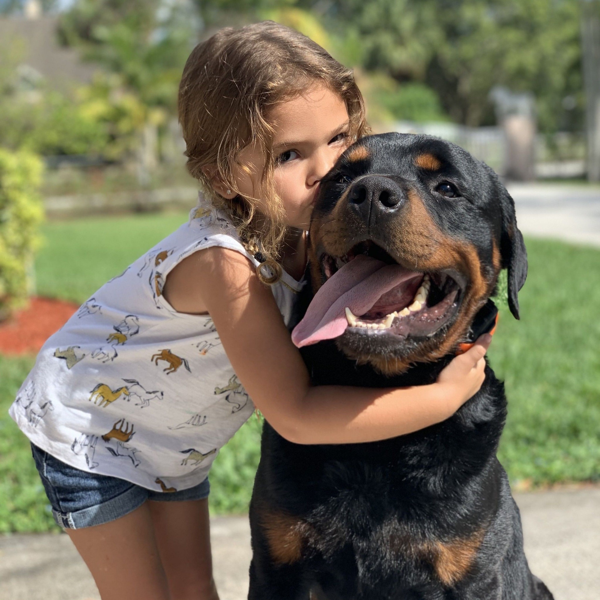 Rottweiler lovers | New York NY