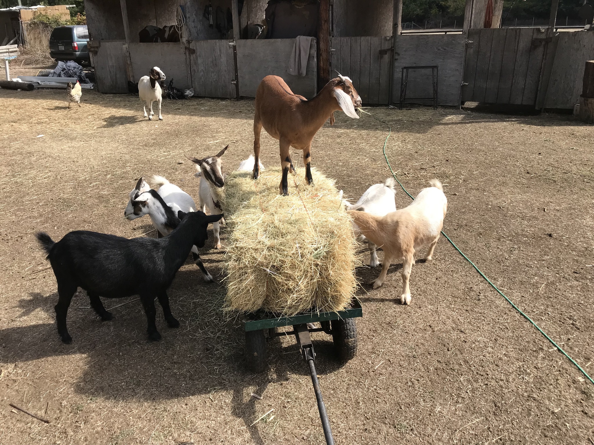 Smokin Goat Ranch | Roy WA