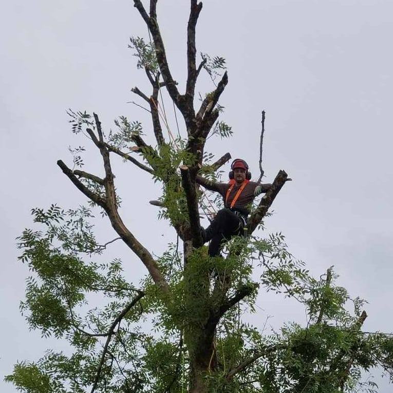 Wild Rose Tree Services | Ballinamore