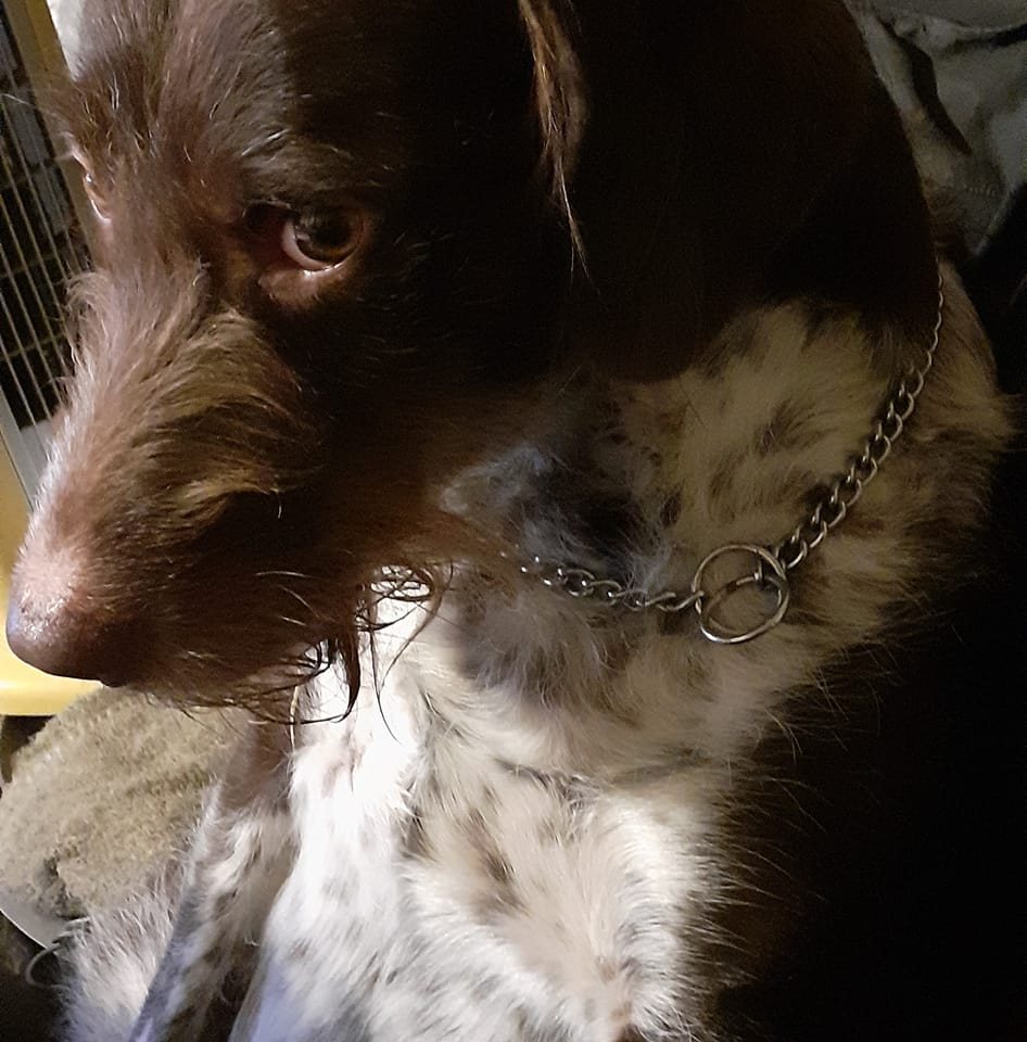 Some bonds are just meant to be. 💗🐾 My sweet girl, my Aztrid. You and ...