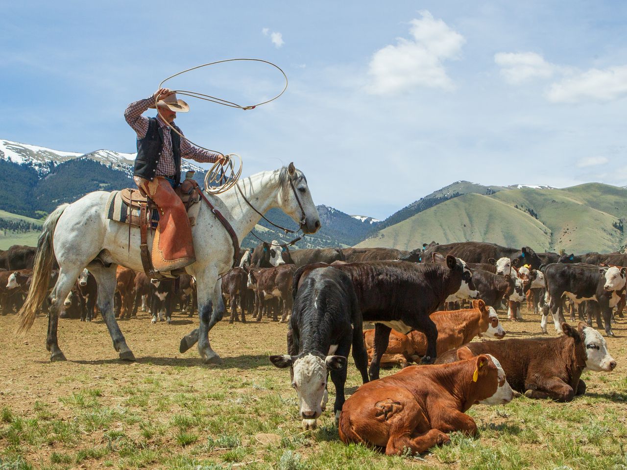 Matador Ranch and Cattle | Dillon MT
