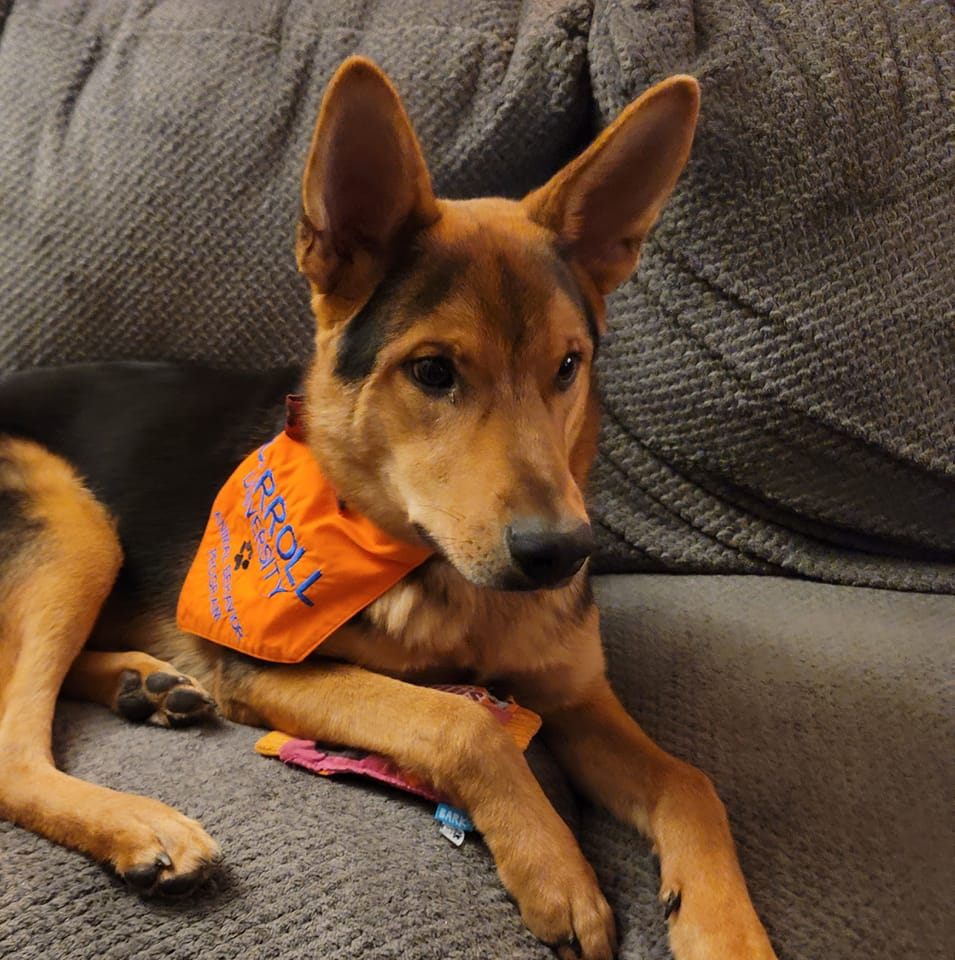 Star Fox - Carroll University Dog in Training
