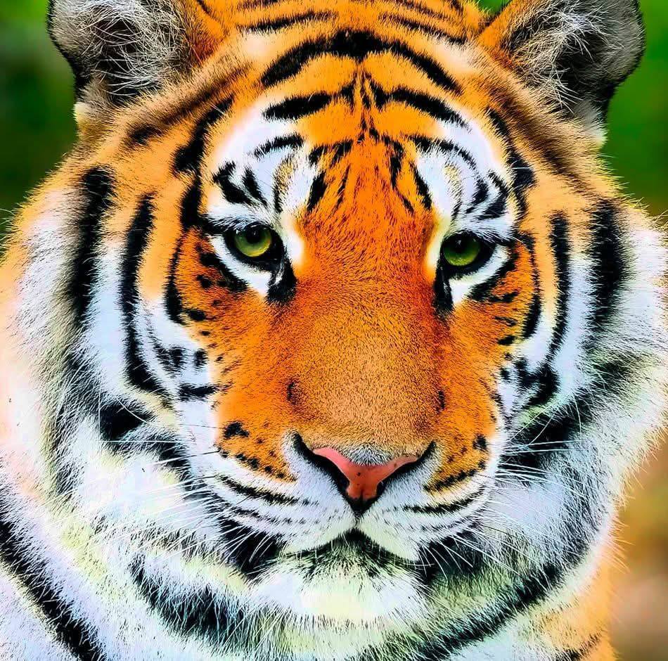 Wild Animal Biography