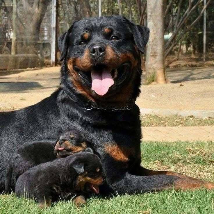 Rottweiler Puppy | New York NY