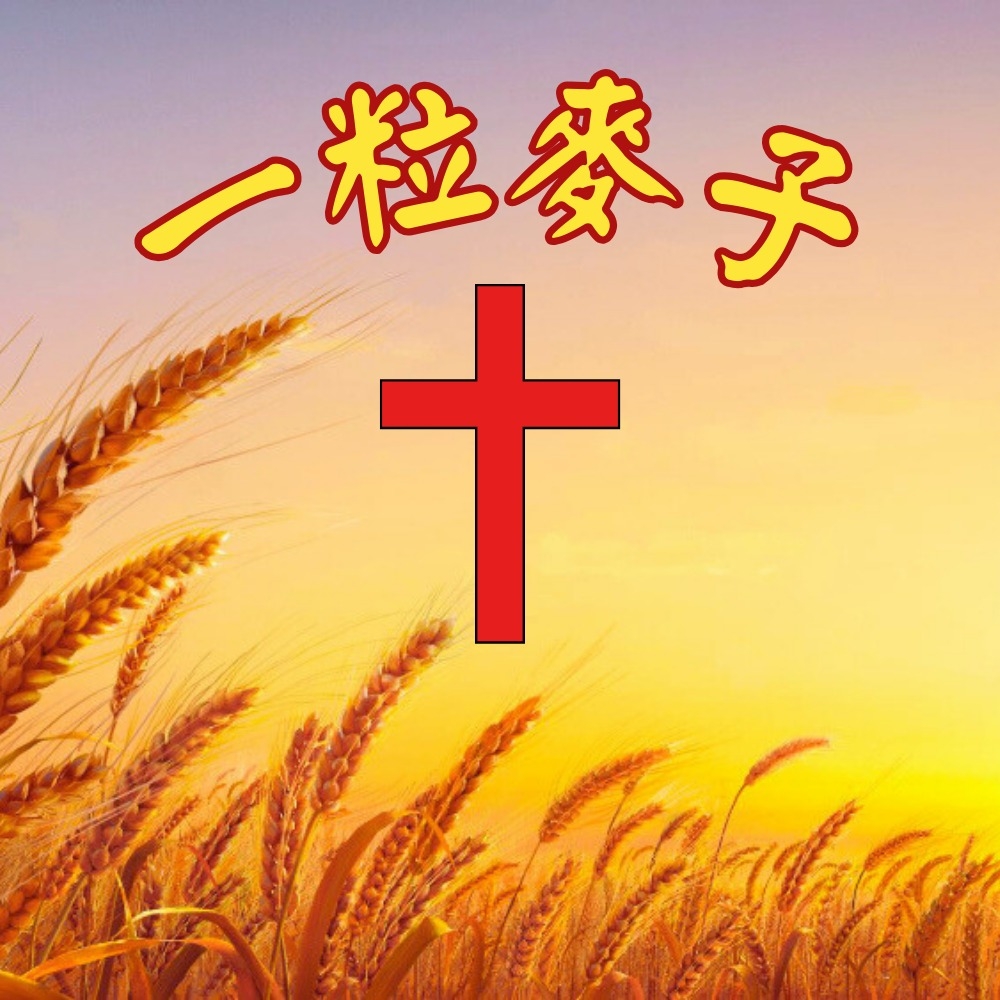 一粒麥子