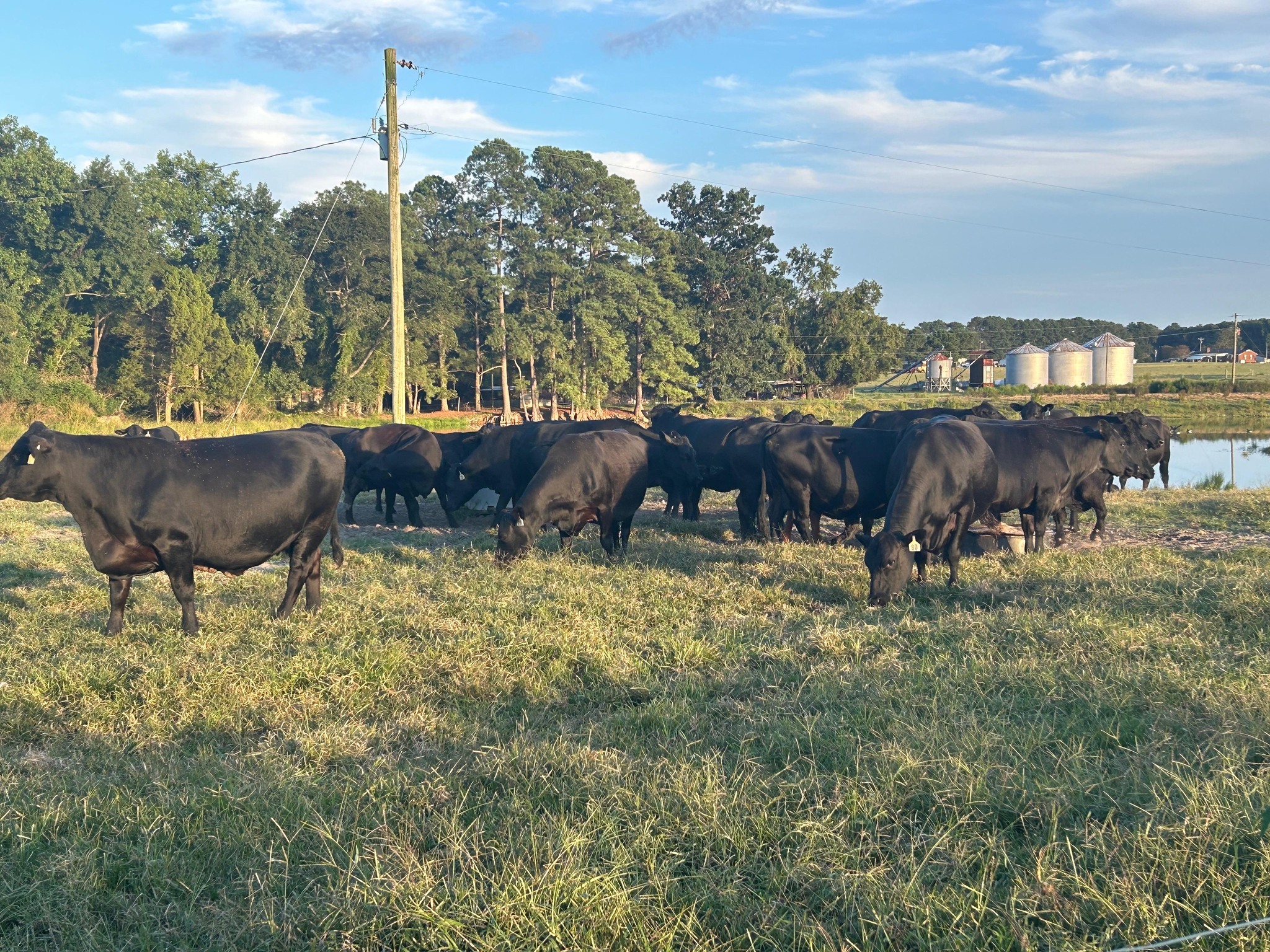 Rouse Livestock - Liking these baldy calves | Facebook