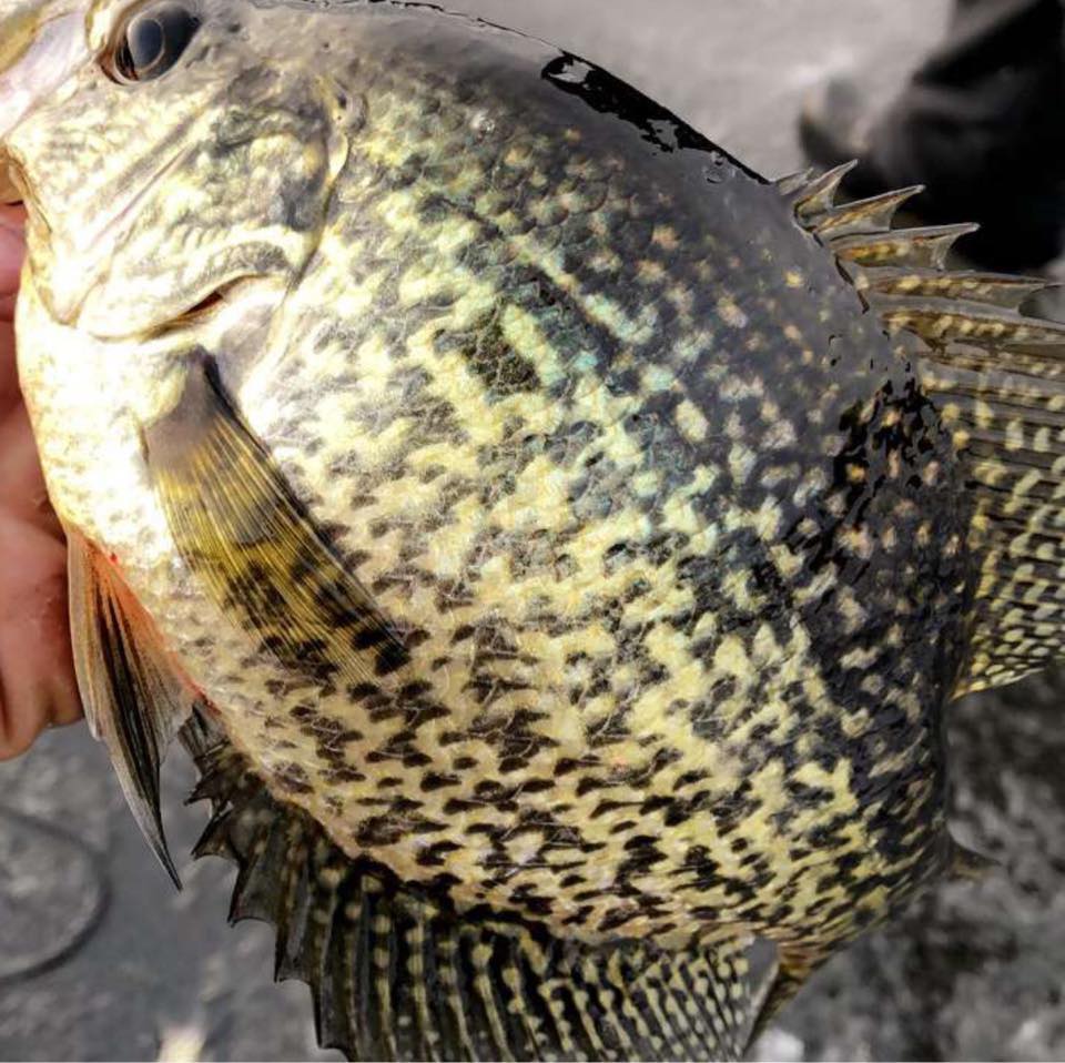 Dilly Gills Custom Rods | Wausau WI