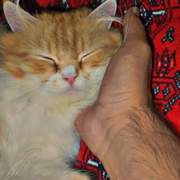 Hanzla Rao