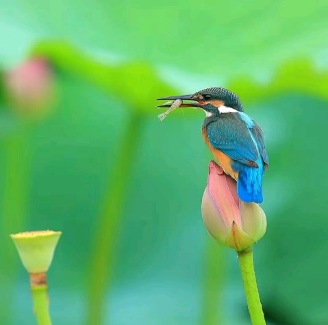 小翠鸟动物摄影