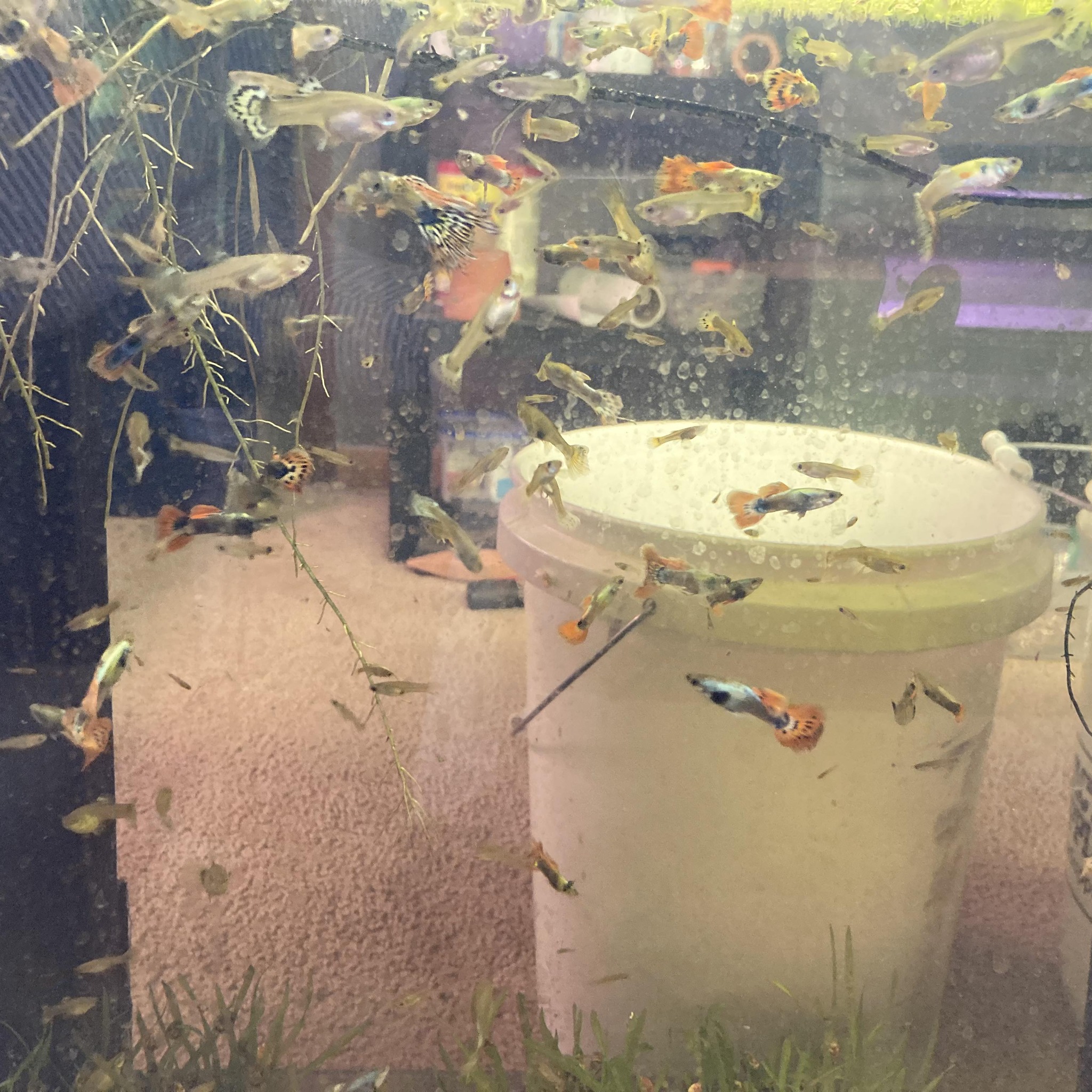 Wright Tropical Fish | Wright WY