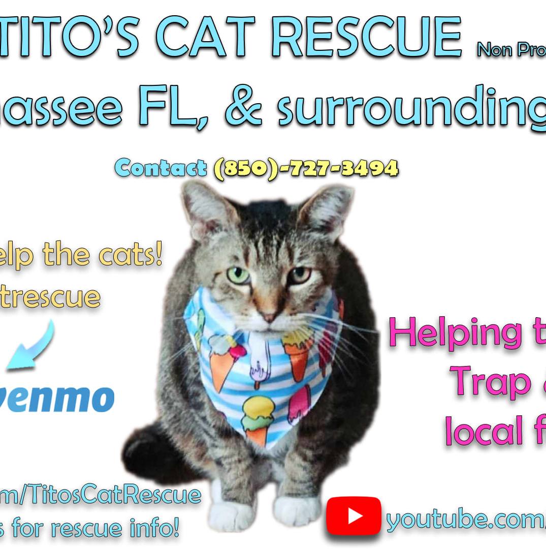 Titos Cat Rescue | Tallahassee FL