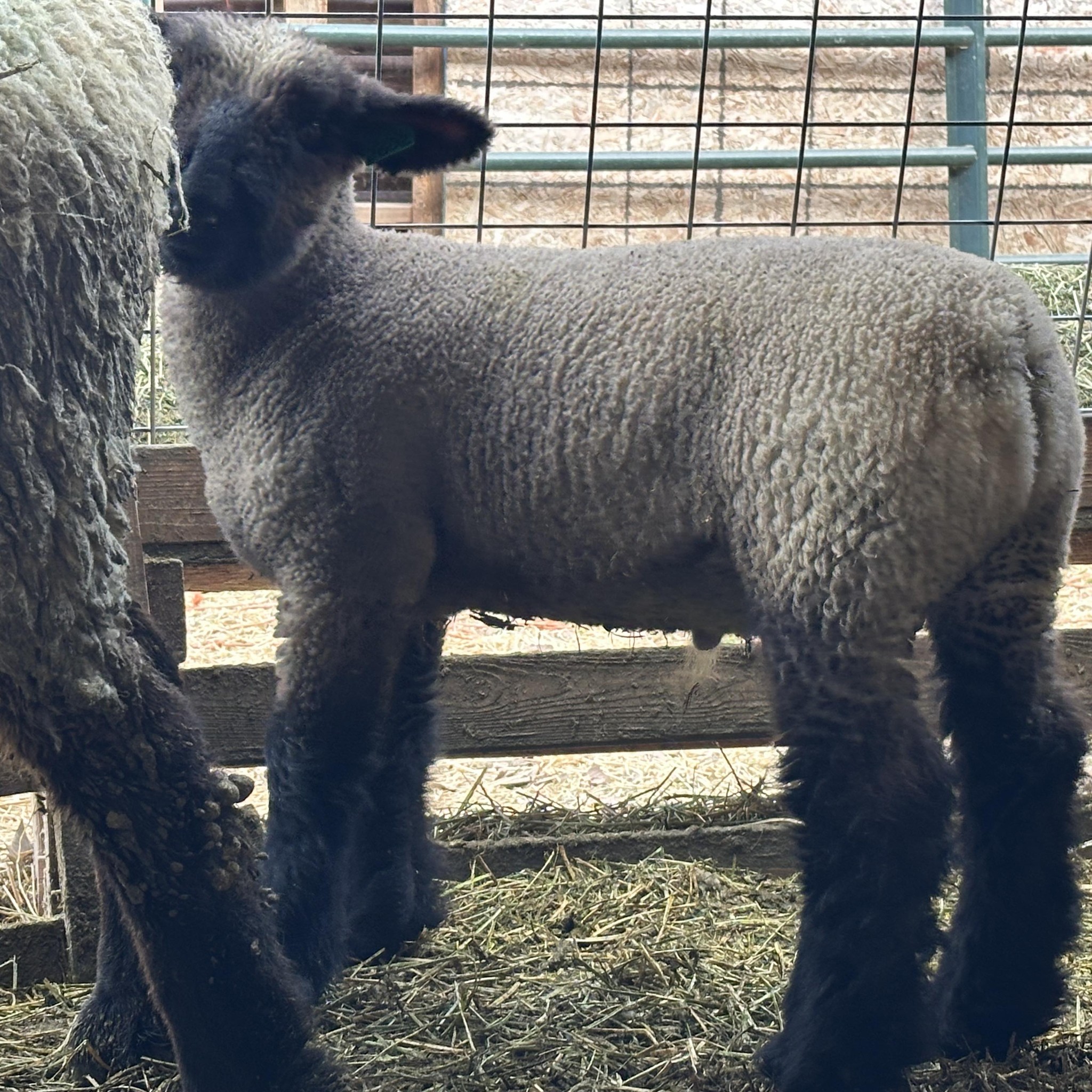 Show Lamb Page NO ANIMAL SALES ALLOWED | Opinions on feeding market ...