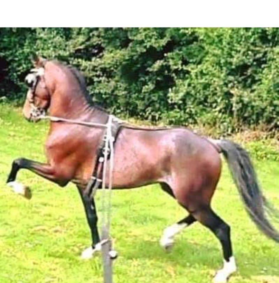 Britt Dekker arriveert in stijl bij het Gouden Televizier Ring Gala 😍🐴 ...