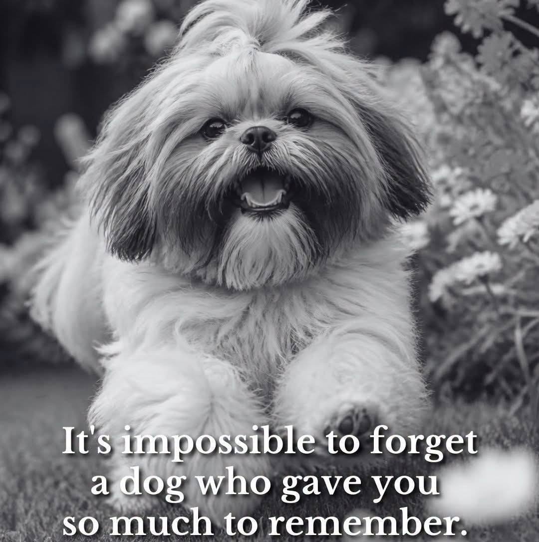 Yorkie Lovers | Facebook