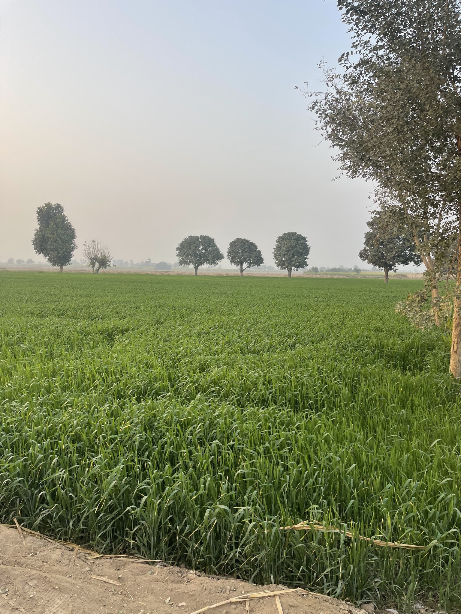 Sassan Agro Chemicals | Sadiqabad