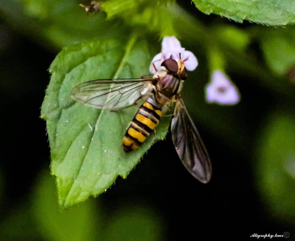 Kashmir Insects | Facebook