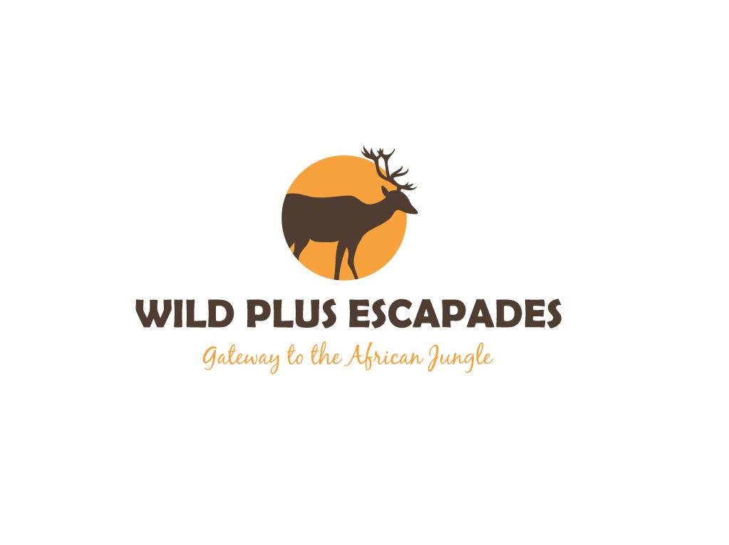 Wild - 🌟🦁 New Year, New Adventures – Book Your 2026 Safari Today! 🌍 ...