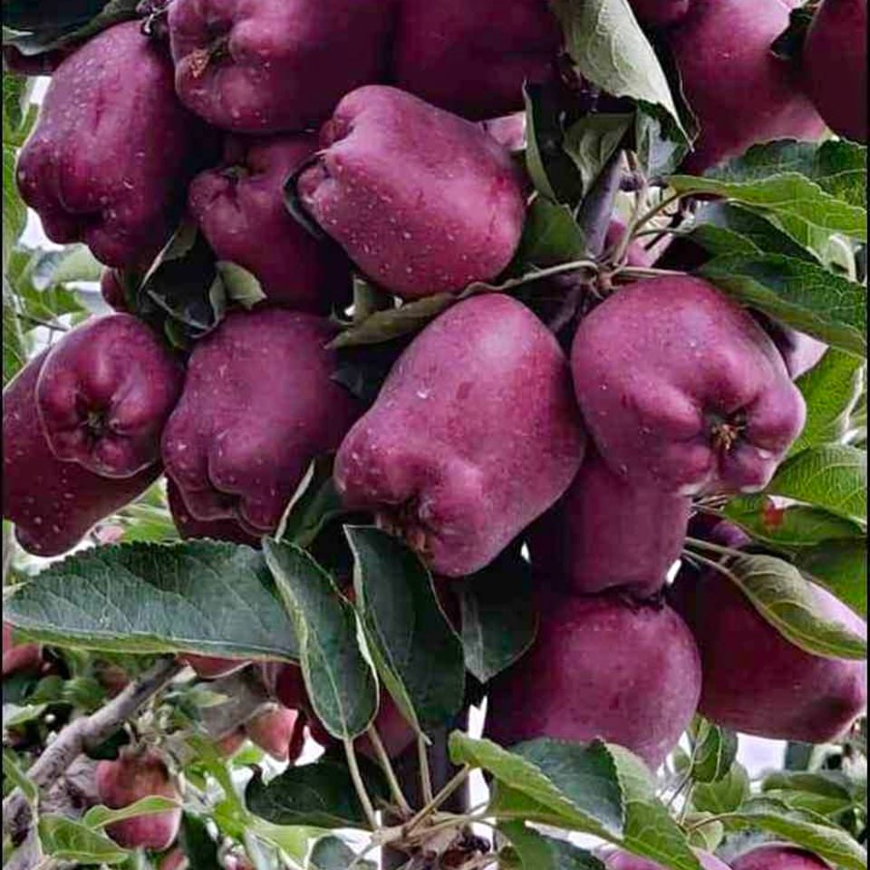 Shopian Apple farmers