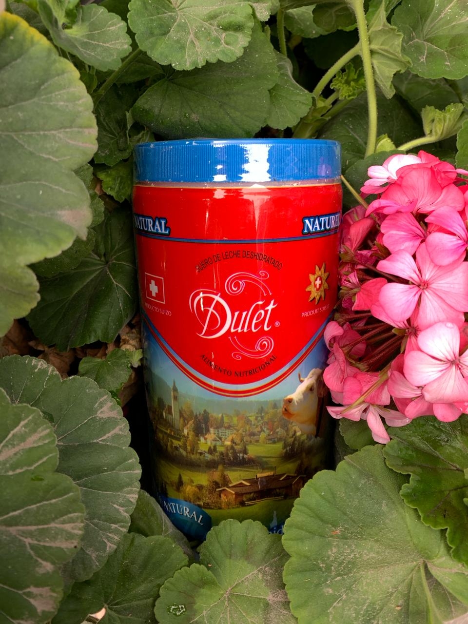Dulet - El calostro bovino es una sustancia producida por las vacas ...