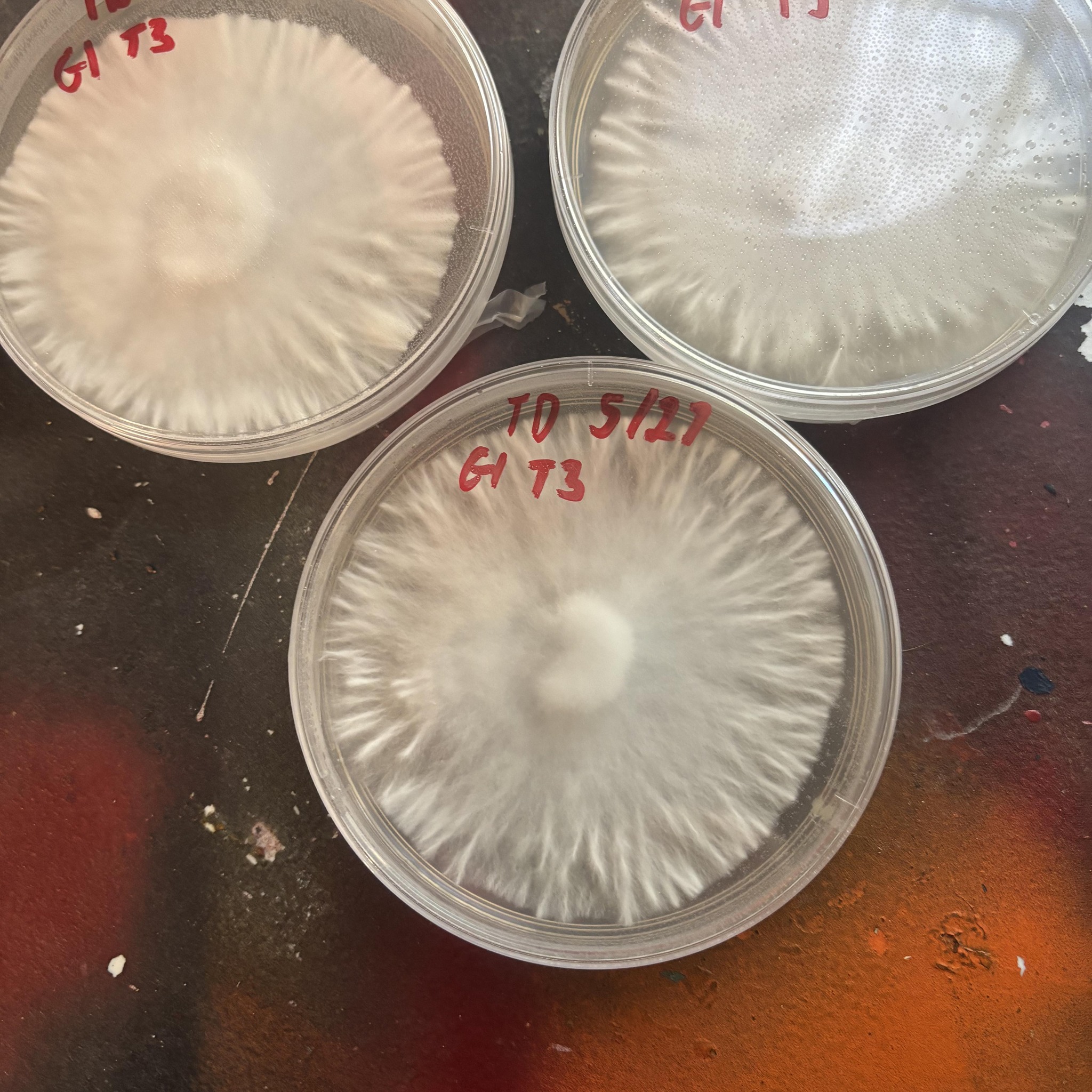 Top of the grain jars not colonizing. Is this normal? | Facebook