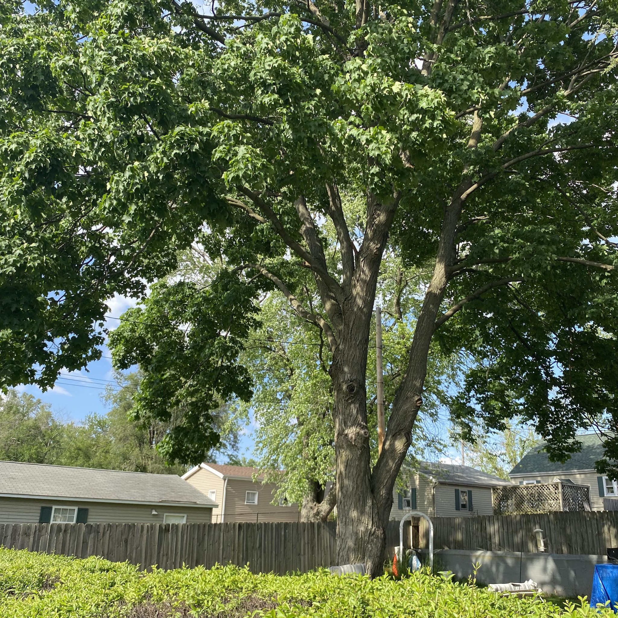 Landrith Tree & Land Services LLC | North Pekin IL
