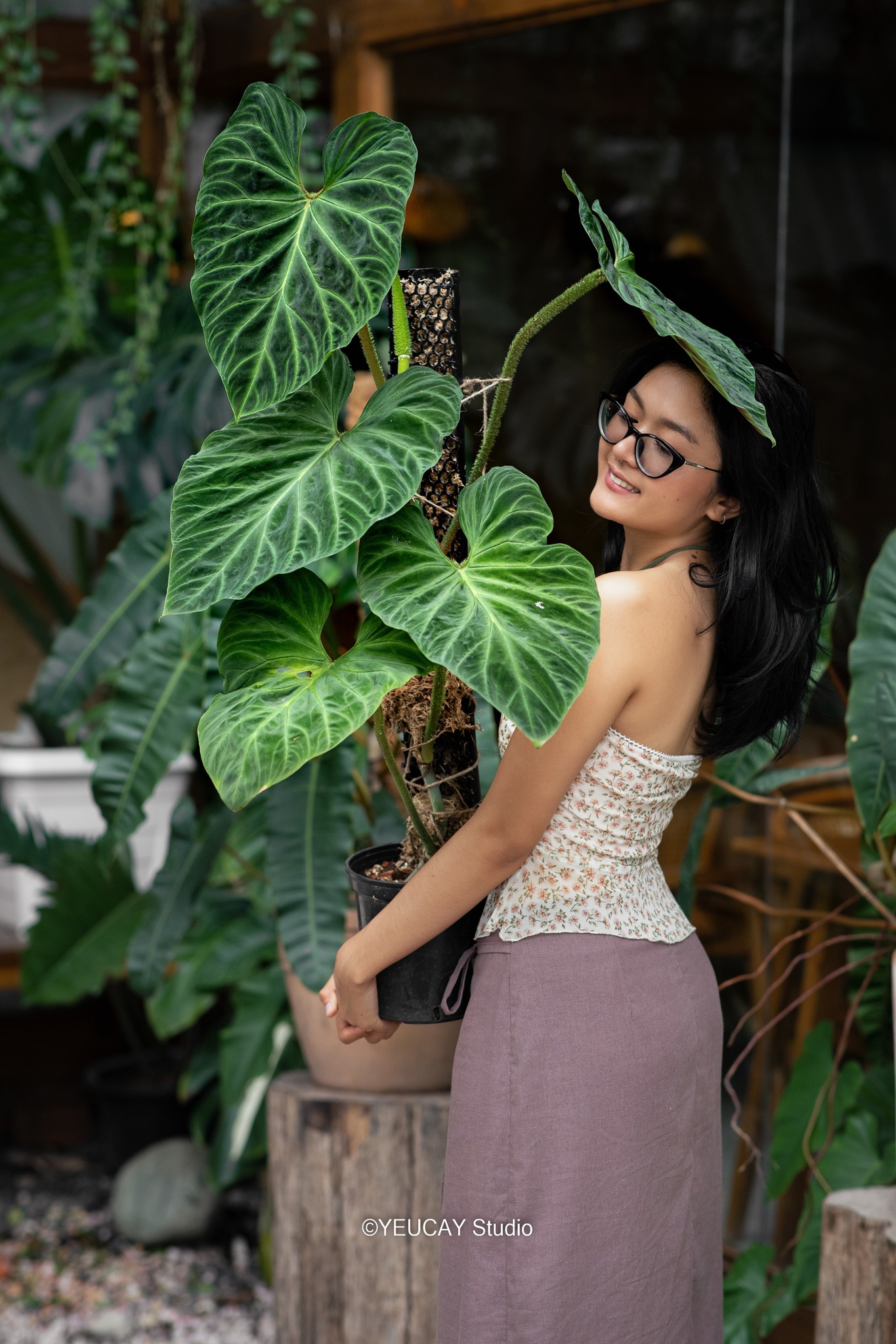Chanh Vàng Mỹ / Lemon tree Chiếc chanh xum xuê vào chậu đất nung giả cổ ...