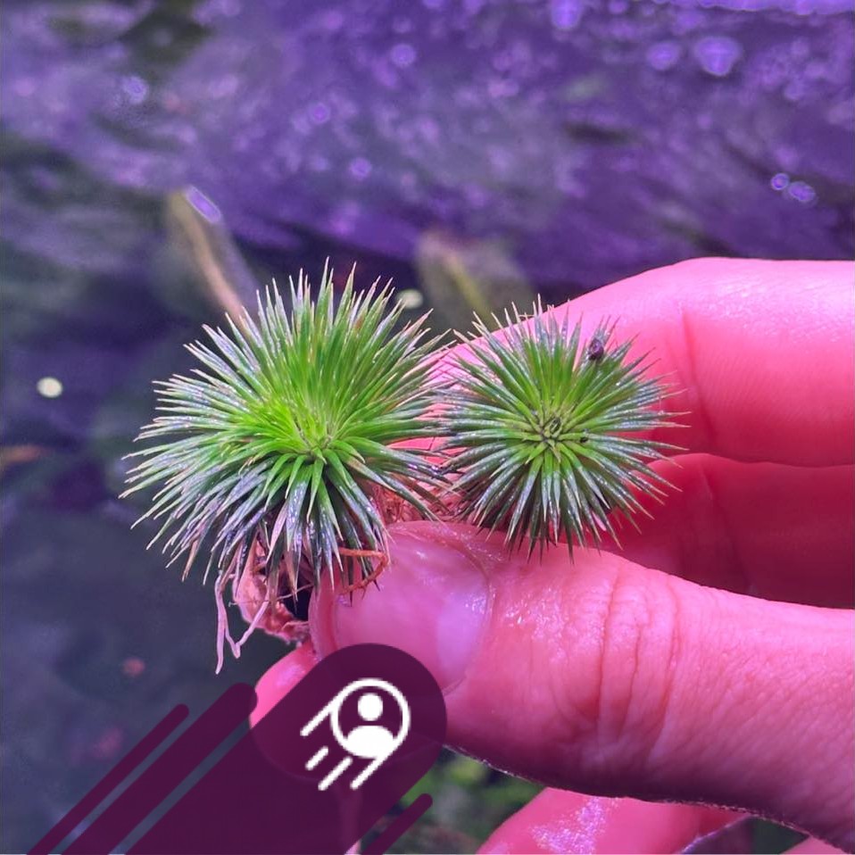Fish Tanks for Beginners | Ludwigia have you had good luck with this ...