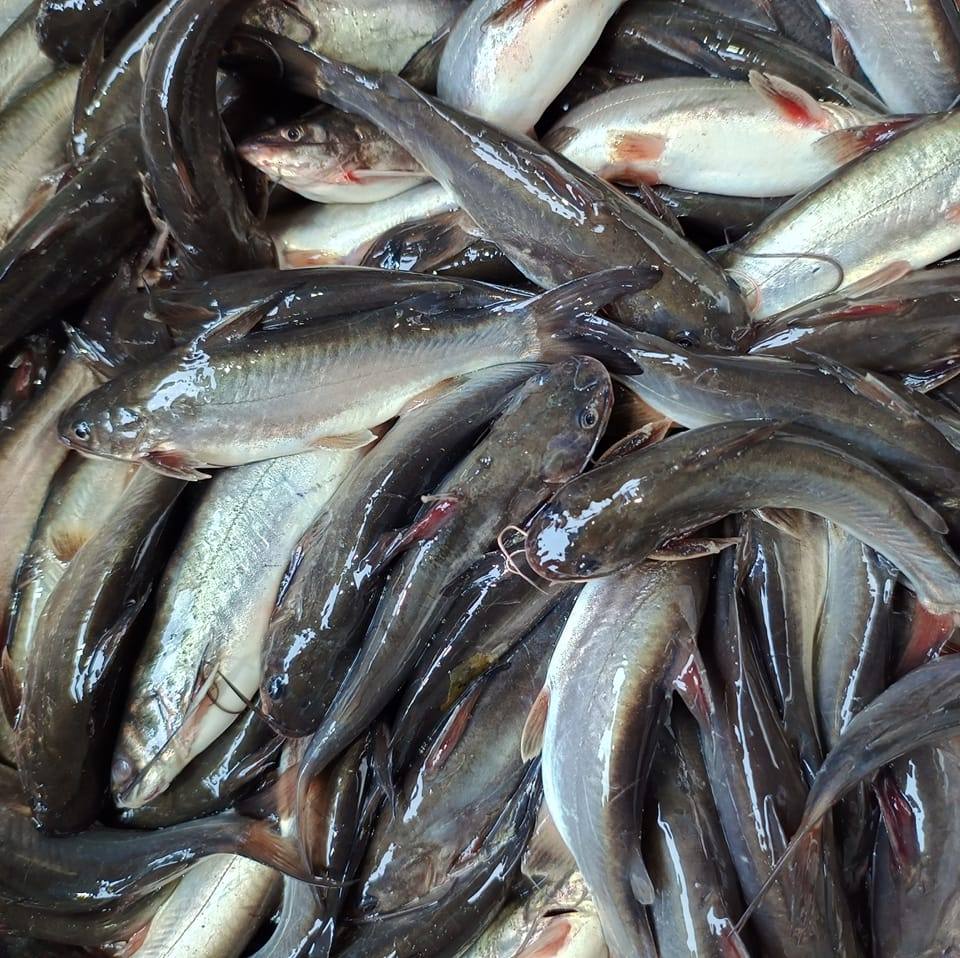 Jit,s Fish | Kolkata