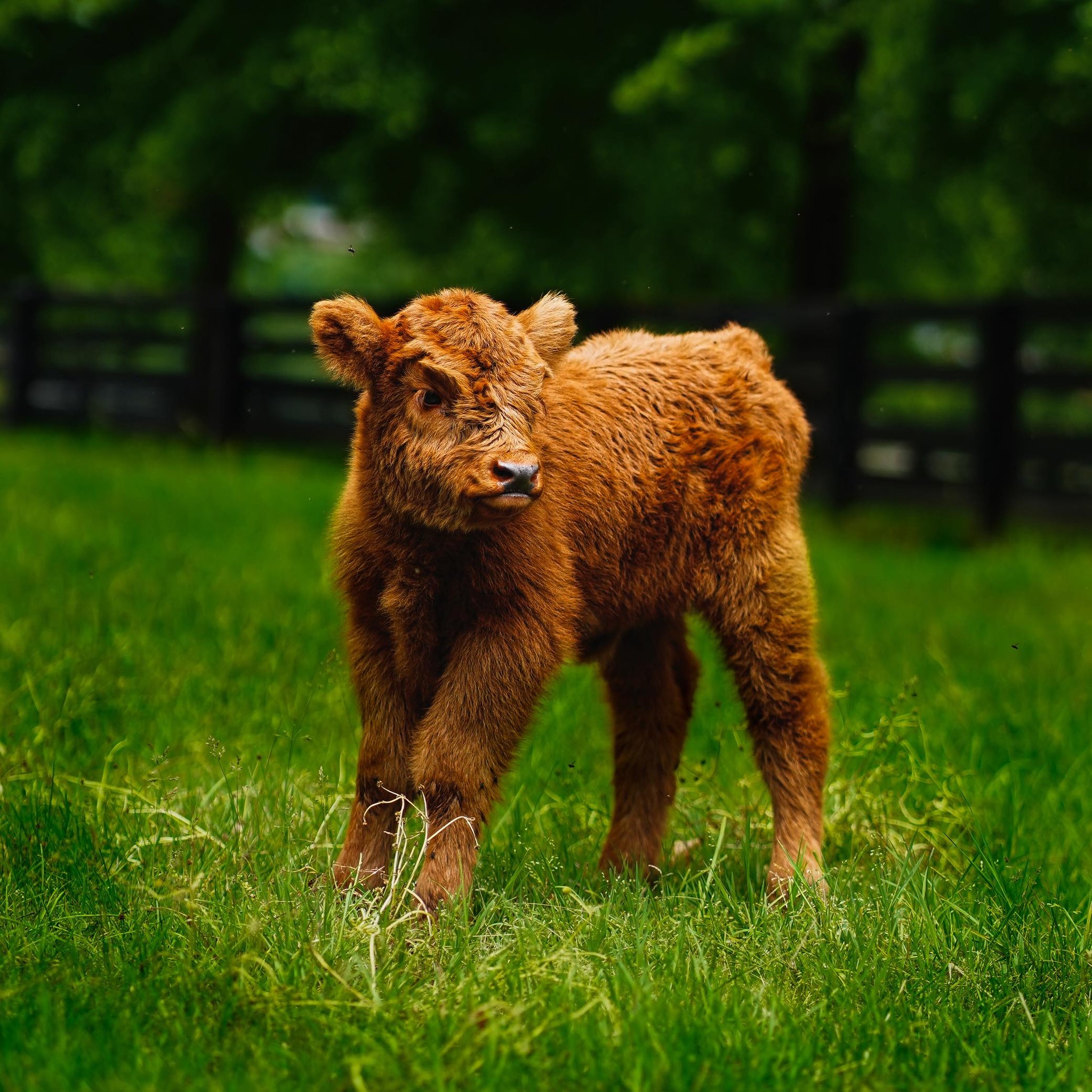 Triple P farms | Pikeville KY