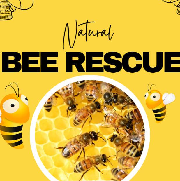 Bee Rescue | Buffalo NY