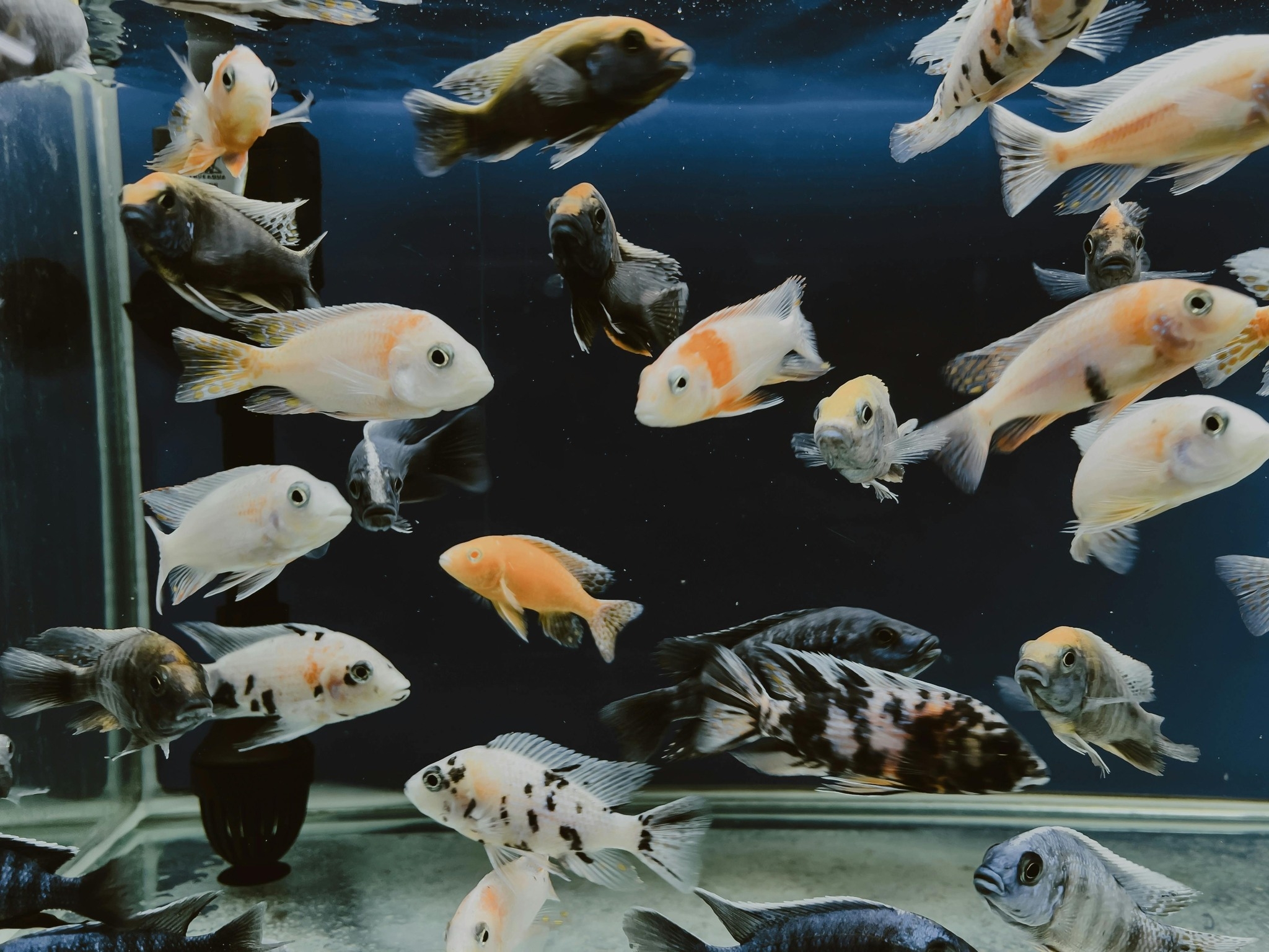 Live Fish Store | Boise ID