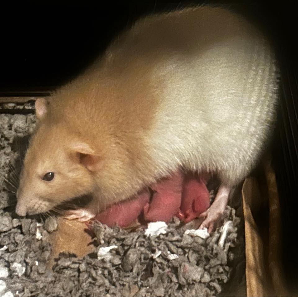 Aloha Rats - Oahu