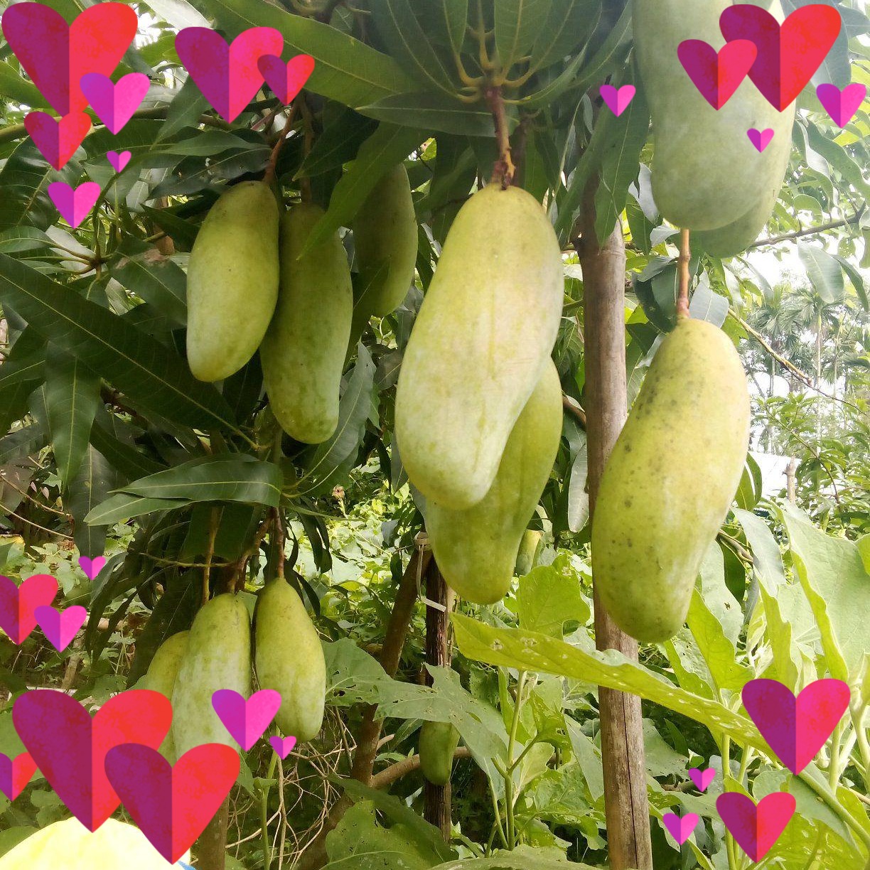 Ringki Bepari