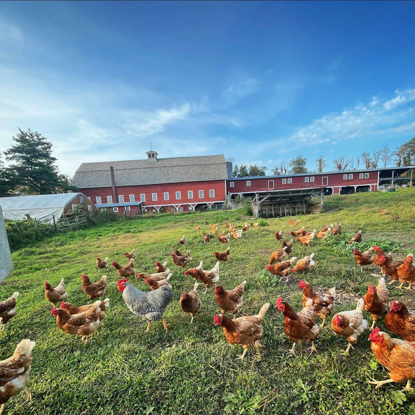 Ferocious Hatch Farms