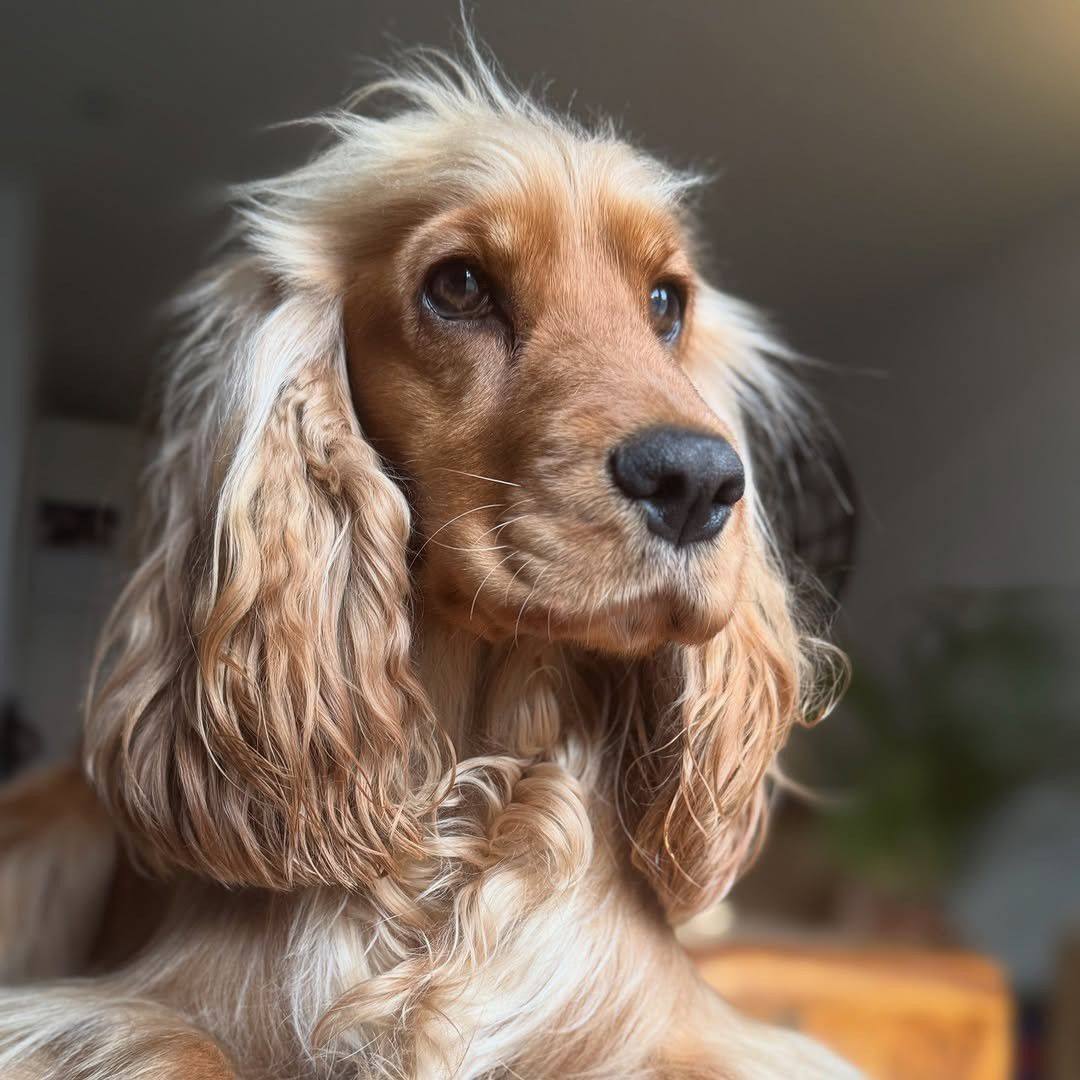 Cocker Spaniel With Long Tail Pictures