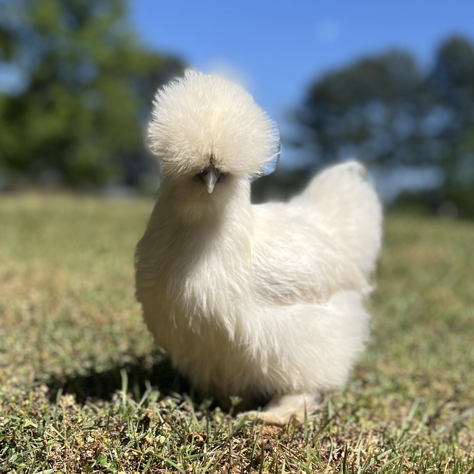 Sugaree Farm | Social Circle GA