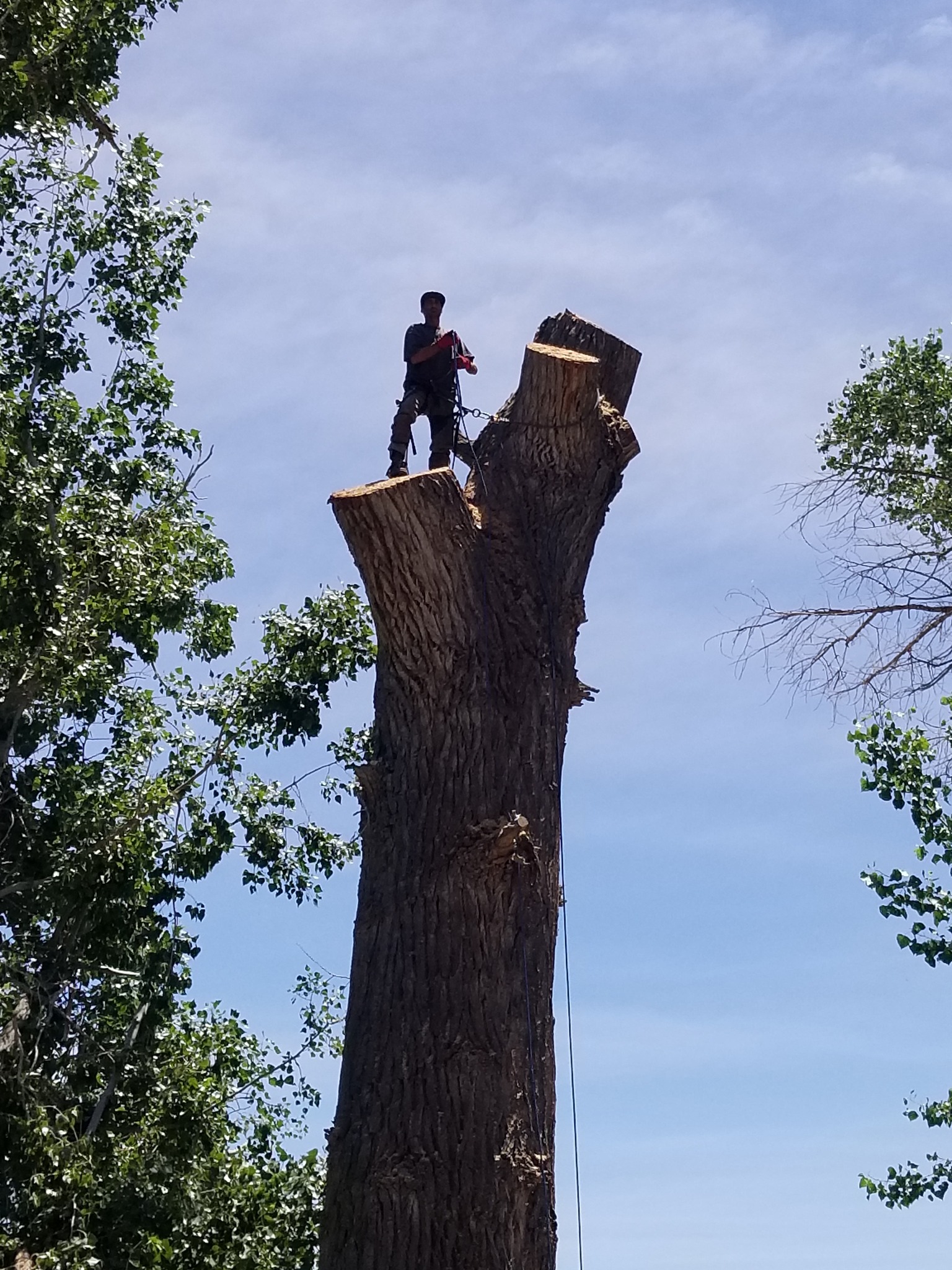 Dayton Valley Tree Service | Dayton NV