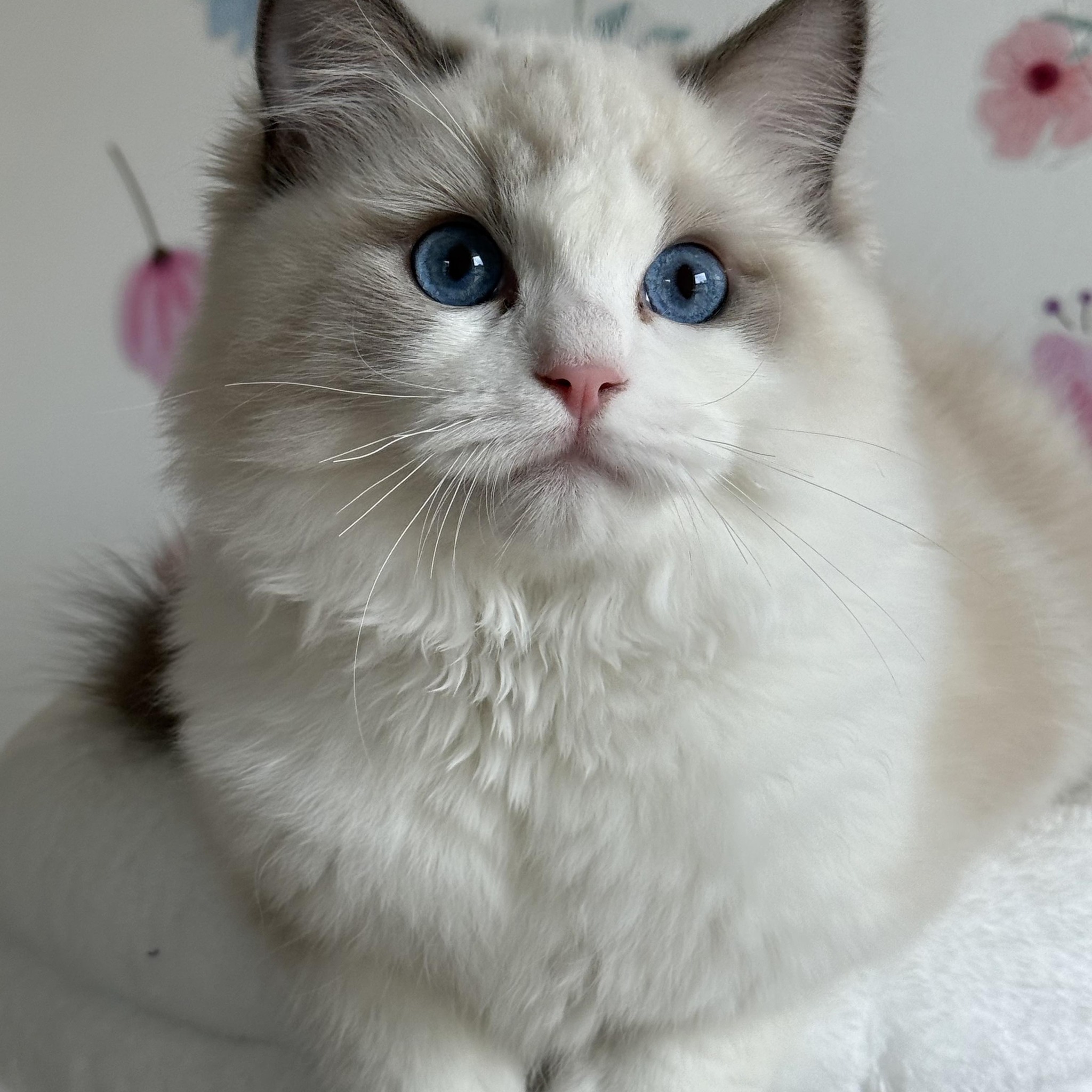 Posh Raggies Ragdoll Kittens | Wallington NJ
